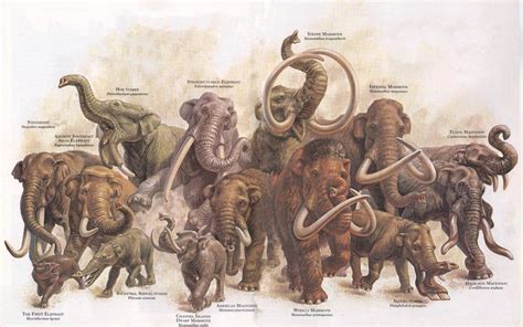 Proboscidea stampede from an issue of Zoobooks : Naturewasmetal