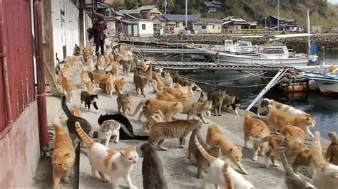 Cat Island': Feral Cats Outnumber Humans on Japan’s Aoshima Island