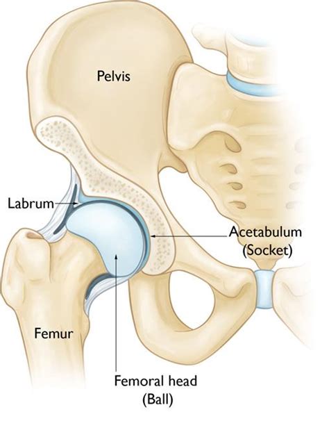 Impingement: a common cause of hip pain - BSM Foundation