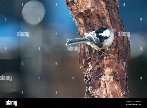 Black-capped chickadee in backyard habitat Stock Photo - Alamy