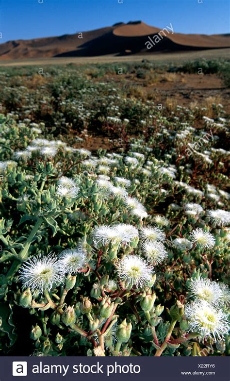 Namibia National Flower Stock Photos & Namibia National Flower Stock ...