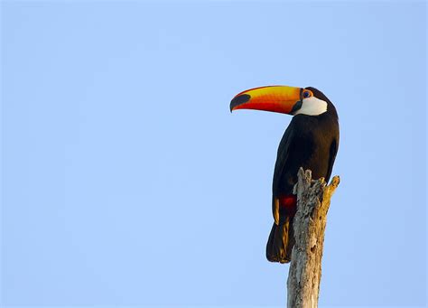 Toucan, bird, beak, sky, HD wallpaper | Peakpx