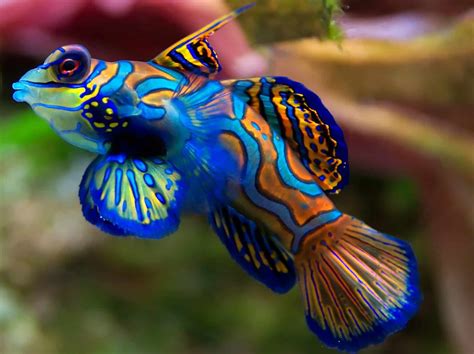 Beautiful Fish To Keep As Pets - Pets Retro