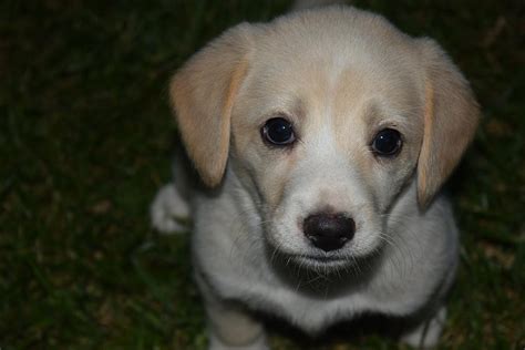 Cute Puppy Eyes Photograph by Steve Edwards - Fine Art America