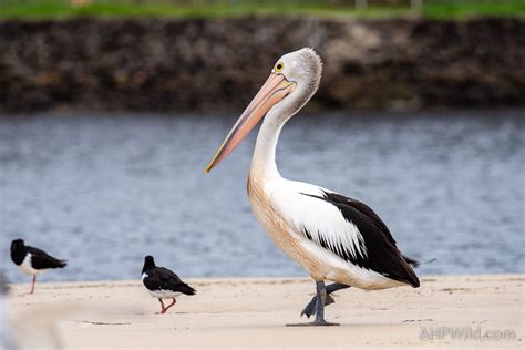 Australian Pelican – AHP Wild