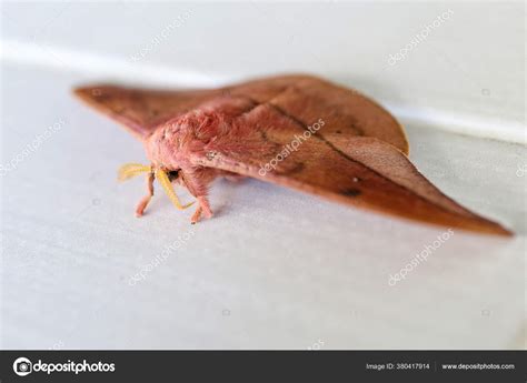 Emperor Gum Moth Opodiphthera Eucalypti Australian Moth Caterpillars ...