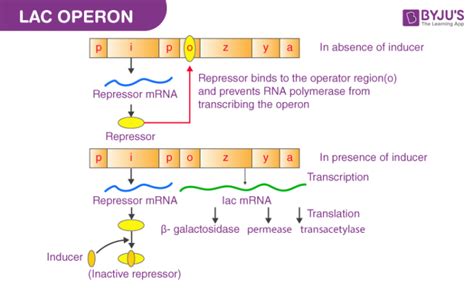 Lac Operon - Concept, Diagram, Notes, Gene Regulation