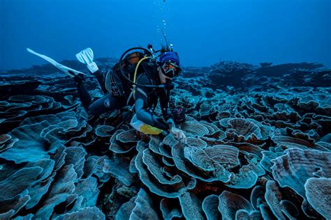 Coral reefs: Pristine community discovered in deep water off the coast ...