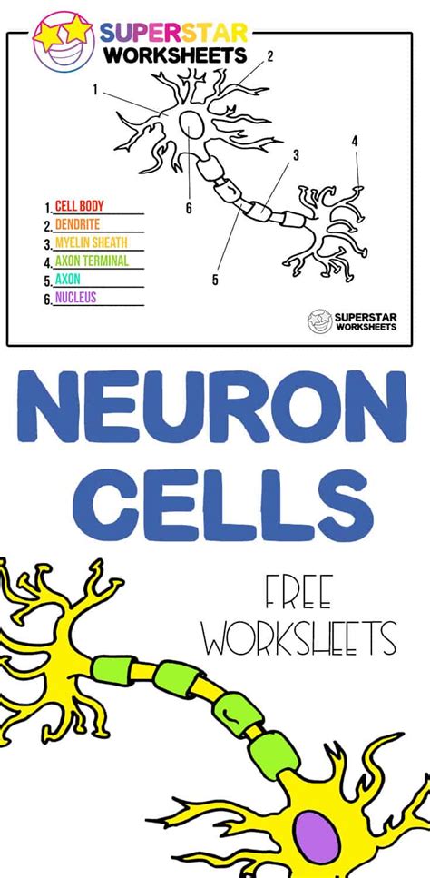 Neuron Cell Worksheets - Superstar Worksheets