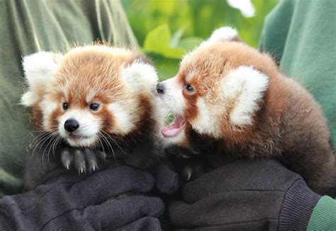 Red Panda Cubs Born at Rosamond Gifford Zoo | Life in the Finger Lakes