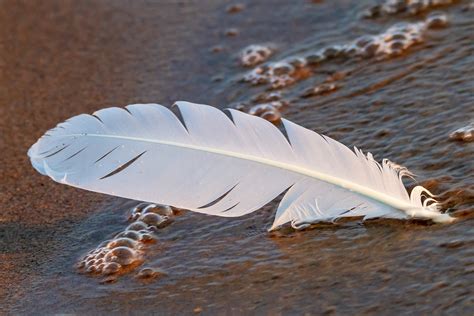 White Feather - What is the Meaning Behind this Angelic Sign?