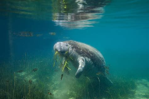 Manatee Protection and Conservation in Crystal River, FL