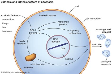 Mechanism of apoptosis | Britannica