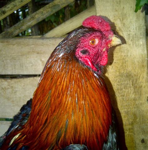 Ayam Aduan Garut: AYAM BANGKOK SUPER : ARAGON