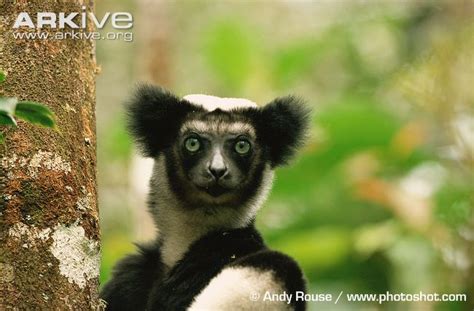 Indri – Lemur Conservation Network