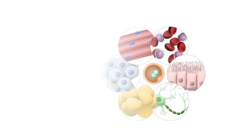 Somatic Cell Diagram