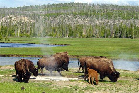 Yellowstone Park bison herd - Wikipedia