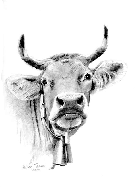 Beau dessin réaliste de vache Crayon Art original-Graphite-Tête de ...