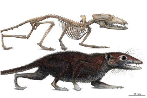 The Dragon's Tales: Juramaia sinensis: Earliest Known Eutherian Mammal?