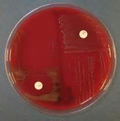 Microbiology - Bacteriology I Flashcards - Cram.com