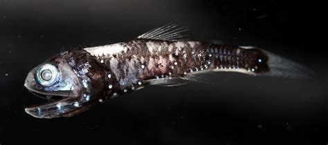 Unique genetic adaptation lets deep-sea fish see color in the darkness ...