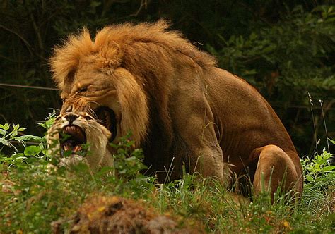 Mating Call - Lions in Heat by kijani-lion on DeviantArt