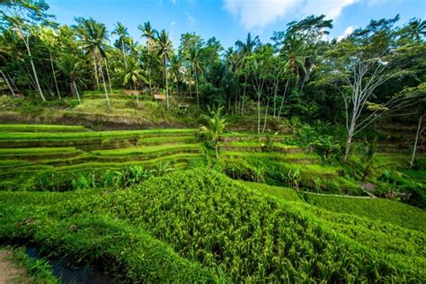 Premium Photo | A beautiful view of tegalalang rice field located in ...