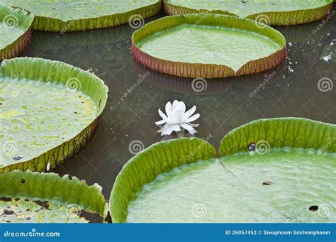 Victoria Lotus Flower in Lake Stock Photo - Image of bloom, lillie ...