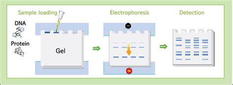 Polyacrylamide Gel Electrophoresis Page