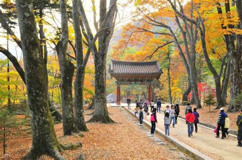 Beli Tiket Daegu Half-Day Tour: UNESCO World Heritage Site - Tripitaka ...