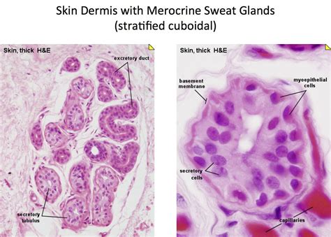 Skin - Merocrine Sweat Glands - Histology | Sweat gland, Integumentary ...