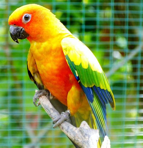 8 Top Loudest Parrots Often Kept as Pets