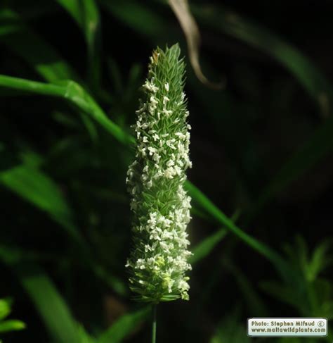 Phalaris minor (Lesser Canary Grass) : MaltaWildPlants.com - the online ...