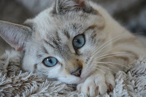 The Cat Breeds That Have Blue Eyes | PetCareRx