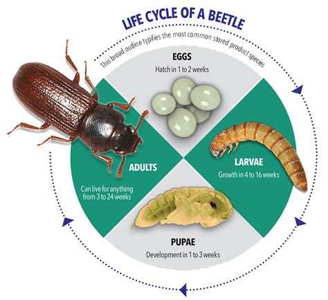 Tortoise Beetle Life Cycle