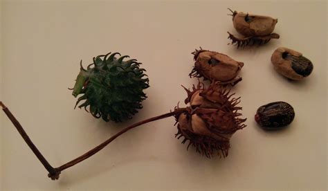 File:Castor oil plant seeds.jpg - Wikimedia Commons