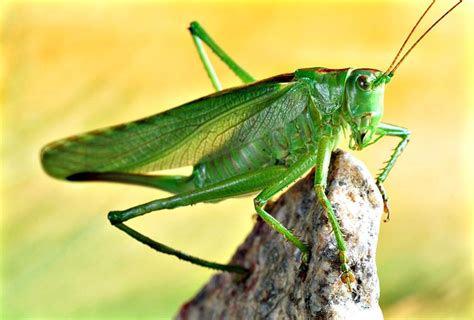 Create meme "grasshopper green, grasshopper large, grasshopper ...