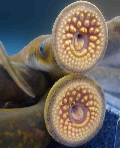 What is a sea lamprey?