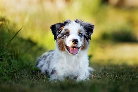 How Many Puppies Do Miniature Australian Shepherds Have