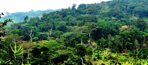 CONGO BASIN RAINFOREST PROJECT — Democratic Republic of the Congo