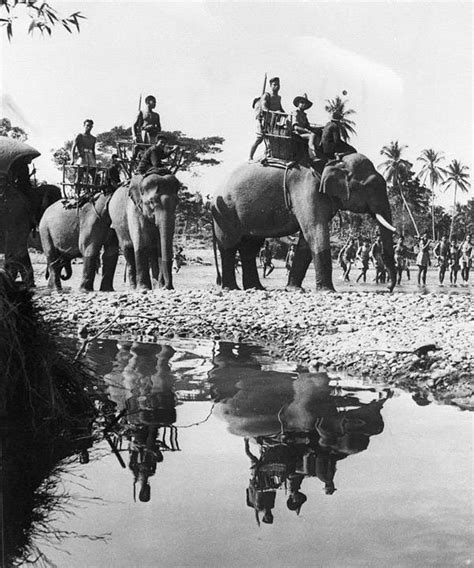 30 Surreal Historical Photos Of Military Animals In Action