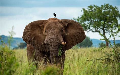 Download wallpapers 4k, elephant, crow, Africa, savannah, elephants ...