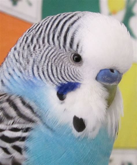 Budgies Are Awesome: Share Your Favorite Color!