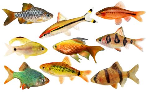 30+ Types of Barb Fish to Keep in Your Aquarium - AquariumNexus