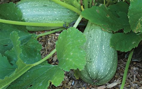 10 Tasty Zucchini Varieties for Your Vegetable Garden - Fine Gardening