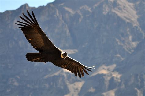 Andean Condor Facts, Range, Habitat, Adaptations, Pictures