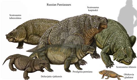 Russian Pareiasaurs by DiBgd on DeviantArt