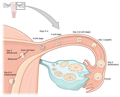 Gamete Production & Fertilization - Jonathan's Classroom