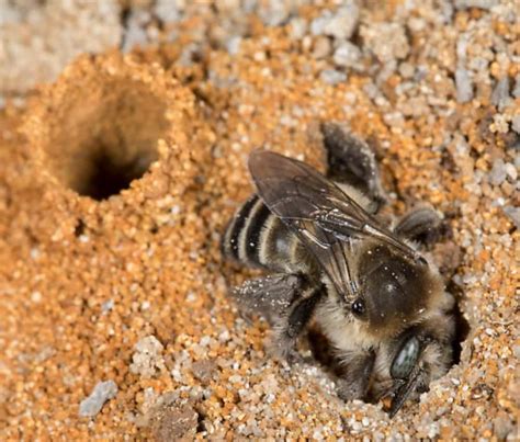 Ground Bees – Appearance, Common Traits & Behavior | BeehiveHero