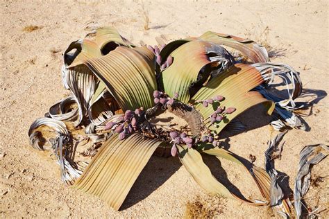 Welwitschia Mirabilis in Namib Desert Stock Photo by ©muha04 2651121